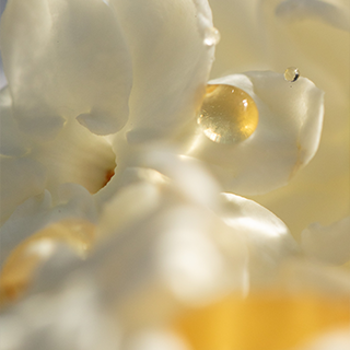 Les Fleurs